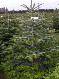 Leigh Sinton Christmas Trees 256012 Image 5